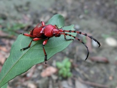 Dicelosternus corallinus