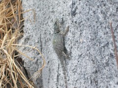 Sceloporus minor cyaneus