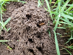 Aphaenogaster pythia