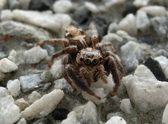 Salticidae