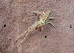 Tmarus rimosus