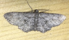 Iridopsis vellivolata