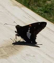 Epargyreus clarus