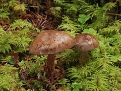 Cortinarius scaurus