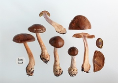 Cortinarius scaurus