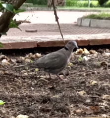 Streptopelia decipiens