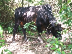 Bos