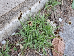 Luzula capitata