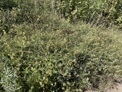 Astragalus oocarpus