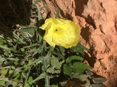 Oenothera primiveris