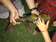 Pylodictis olivaris