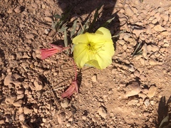 Oenothera primiveris