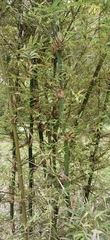 Bambusa pervariabilis