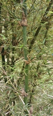 Bambusa pervariabilis