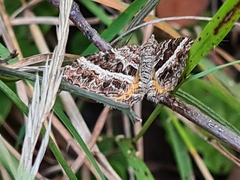 Chrysolarentia vicissata