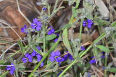 Dampiera lanceolata lanceolata