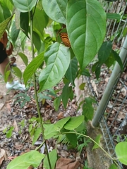 Zemeros emesoides