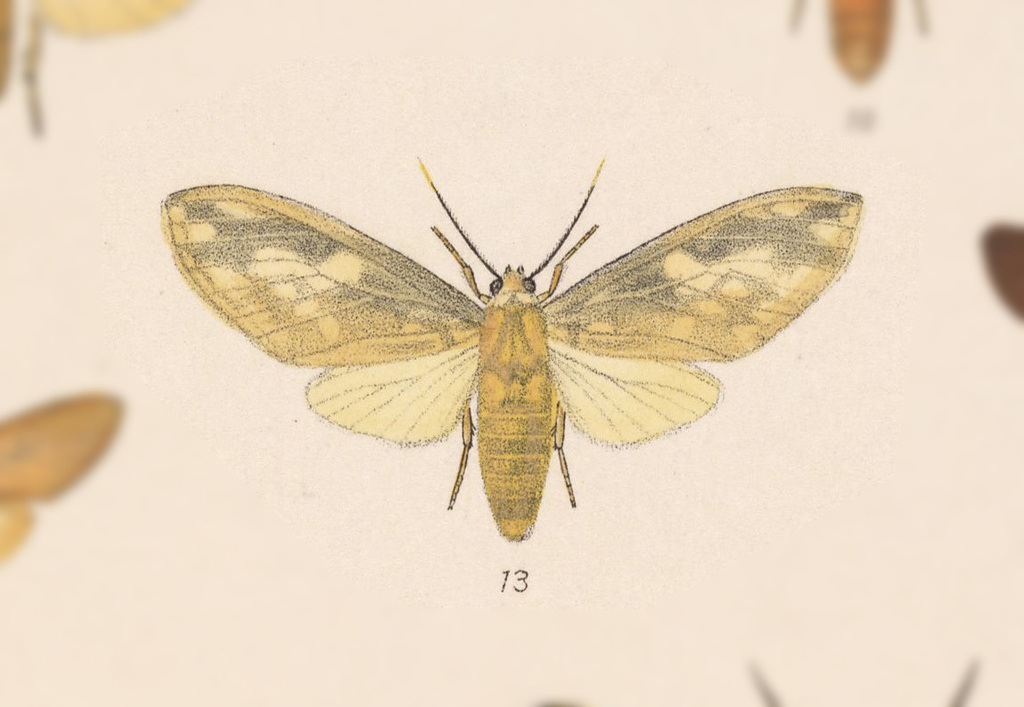 Castrica phalaenoides