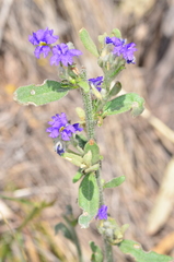 Dampiera lanceolata lanceolata