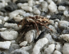 Salticidae