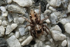 Salticidae