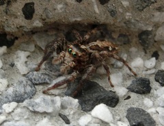 Salticidae