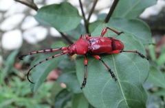 Dicelosternus corallinus