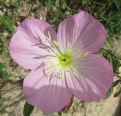 Oenothera speciosa