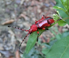 Dicelosternus corallinus
