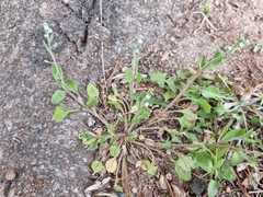 Trigonotis peduncularis