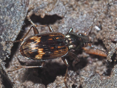 Bembidion dentellum