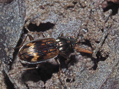 Bembidion dentellum