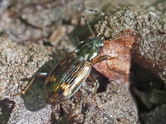 Bembidion dentellum