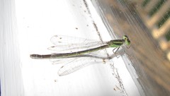 Ischnura aurora aurora