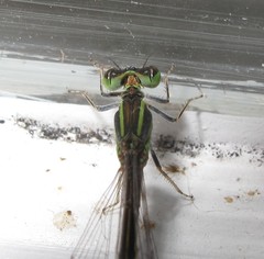Ischnura aurora aurora