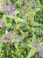 Pulmonaria mollis