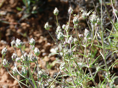 Plantago sempervirens