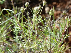 Plantago sempervirens