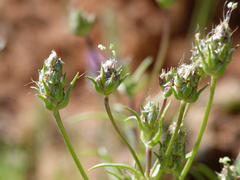 Plantago sempervirens