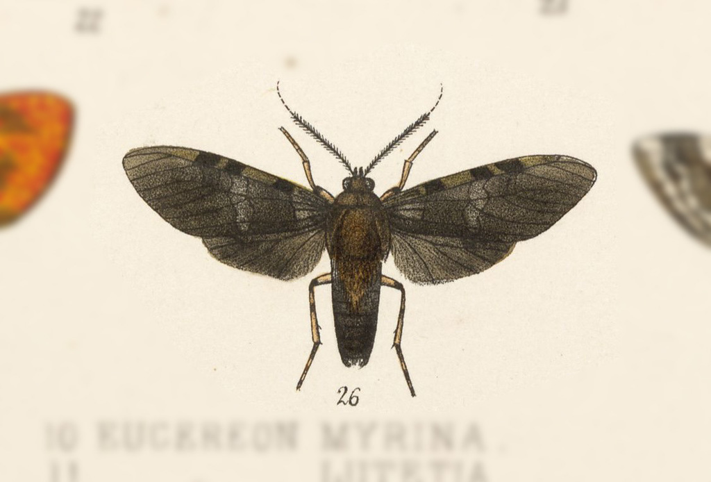 Halysidota atra