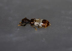 Pelonium leucophaeum
