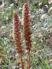 Orobanche leptantha