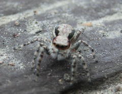 Menemerus bivittatus