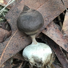 Geastrum pectinatum
