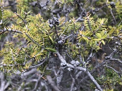 Melaleuca wilsonii