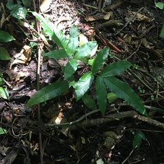 Bolbitis heteroclita