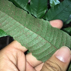 Bolbitis heteroclita