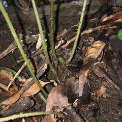 Bolbitis heteroclita