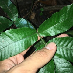 Bolbitis heteroclita