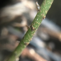 Bolbitis heteroclita